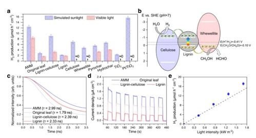 將枯葉轉化為活性多功能材料 蒸發器、光催化劑和生物塑料的創新應用
